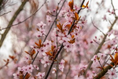 Prunus cerasifera 'Nigra' Spalierbaum 8/10 190cm Stamm 150b x 120h
