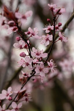 Prunus cerasifera 'Nigra' Spalierbaum 8/10 190cm Stamm 150b x 120h