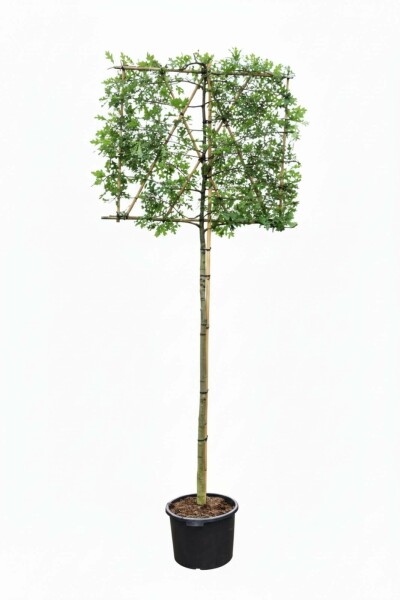 Quercus palustris Spalierbaum 12/14 190cm Stamm 150b x 120h