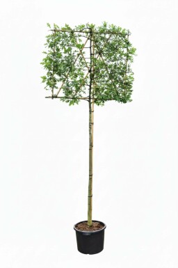 Quercus palustris Spalierbaum