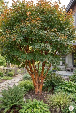 Kein Bild verfügbar