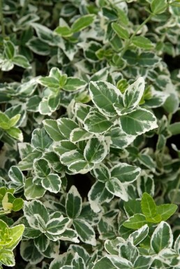 Weißbunte Kriechspindel Euonymus fortunei 'Emerald Gaiety' Topf Euonymus fortunei 'Emerald Gaiety' Strauch