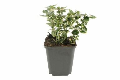 Weißbunte Kriechspindel Euonymus fortunei 'Emerald Gaiety' Topf Euonymus fortunei 'Emerald Gaiety' Strauch
