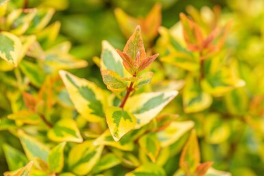 Abelia grandiflora 'Kaleidoscope' Strauch 50-60 cm