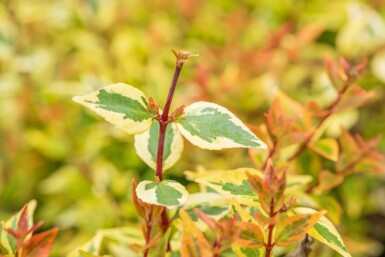 Abelia grandiflora 'Kaleidoscope' Strauch 50-60 cm