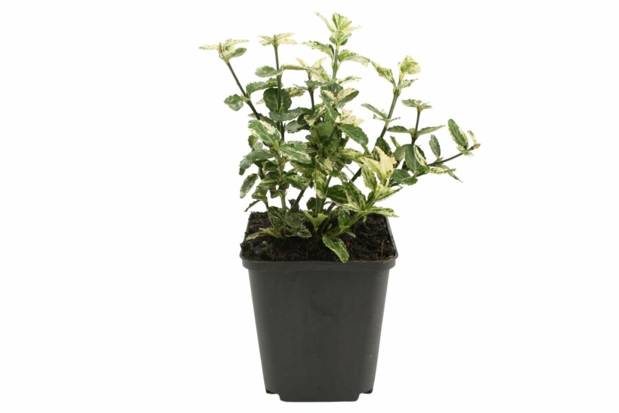 Kriechspindel 'Harlequin' Euonymus fortunei 'Harlequin' strauch 20-25 C2 Euonymus fortunei 'Harlequin' Strauch 20-25 cm