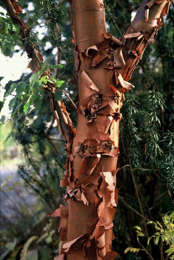 Zimtahorn Acer griseum Strauch 100-125 C20 Acer griseum Strauch 100-125 cm