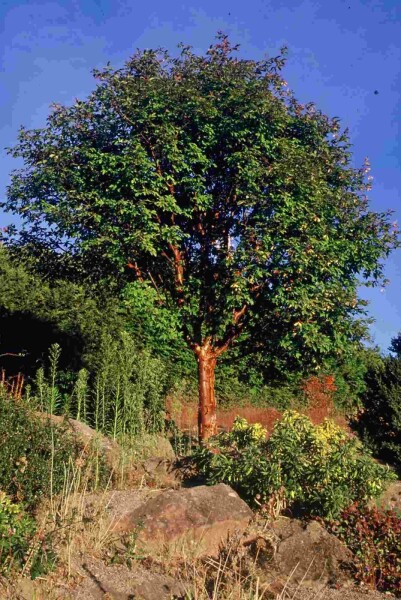 Zimtahorn Acer griseum Strauch 150-175 C35 Acer griseum Strauch 150-175 cm