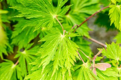 Acer japonicum 'Aconitifolium' Strauch 50-60 cm