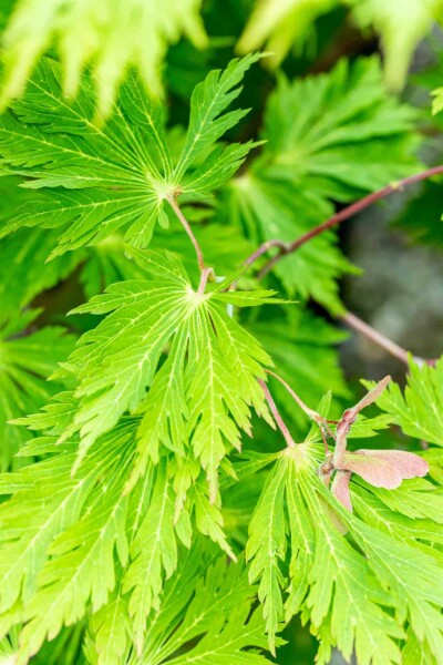 Acer japonicum 'Aconitifolium' Strauch 100-125 cm
