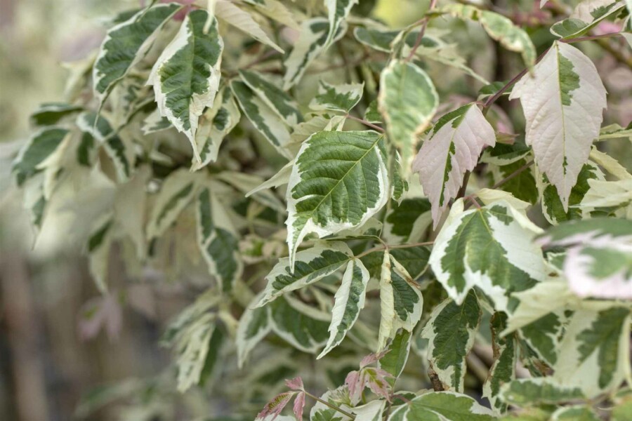 Eschen-Ahorn Acer negundo 'Flamingo' Strauch 60-80 C5 Acer negundo 'Flamingo' Strauch 60-80 cm