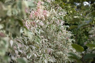 Eschen-Ahorn Acer negundo 'Flamingo' Strauch 125-150 C15 Acer negundo 'Flamingo' Strauch 125-150 cm