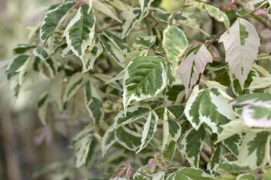 Eschen-Ahorn Acer negundo 'Flamingo' Strauch 125-150 C15 Acer negundo 'Flamingo' Strauch 125-150 cm