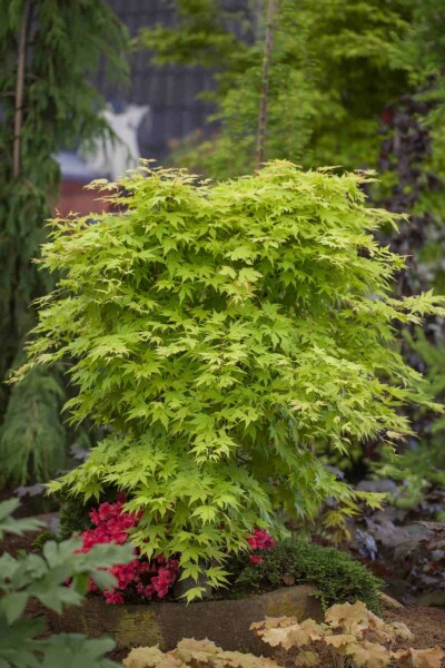 Acer palmatum Strauch 150-175 cm