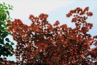 Acer palmatum 'Atropurpureum' Strauch 80-100 cm