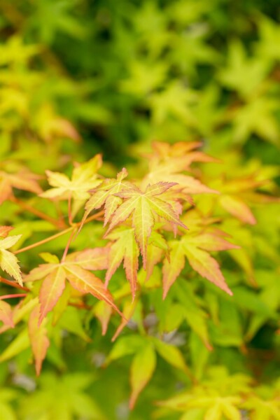 Japanischer ahorn Acer palmatum 'Bi Hoo' Strauch 60-80 C5 Acer palmatum 'Bi Hoo' Strauch 60-80 cm