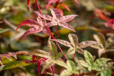 Japanischer ahorn Acer palmatum 'Bi Hoo' Strauch 80-100 C10 Acer palmatum 'Bi Hoo' Strauch 80-100 cm
