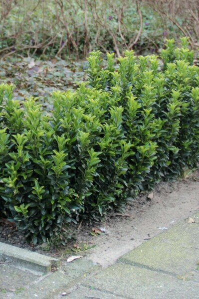 Japanischer Spindelstrauch 'Green Spire' Euonymus japonicus 'Green Spire' strauch 40-50 C10 Euonymus japonicus 'Green Spire' Strauch 40-50 cm