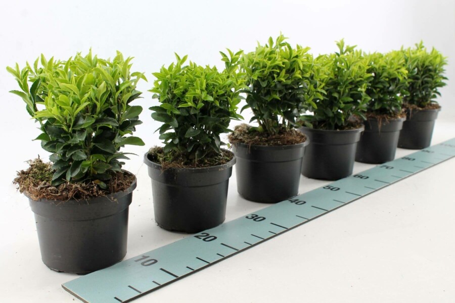 Japanischer Spindelstrauch 'Green Spire' Euonymus japonicus 'Green Spire' strauch 40-50 C10 Euonymus japonicus 'Green Spire' Strauch 40-50 cm