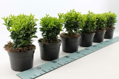Japanischer Spindelstrauch Euonymus Japonicus 'Green Spire' Topf Euonymus japonicus 'Green Spire'