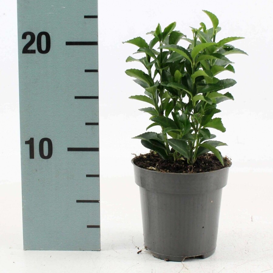 Japanischer Spindelstrauch 'Green Spire' Euonymus japonicus 'Green Spire' strauch 40-50 C10 Euonymus japonicus 'Green Spire' Strauch 40-50 cm