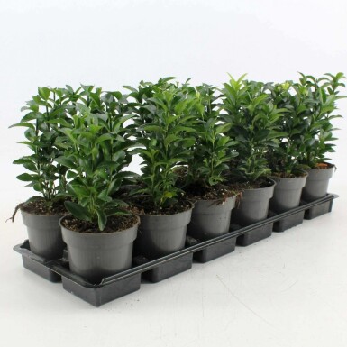 Japanischer Spindelstrauch 'Green Spire' Euonymus japonicus 'Green Spire' strauch 40-50 C10 Euonymus japonicus 'Green Spire' Strauch 40-50 cm