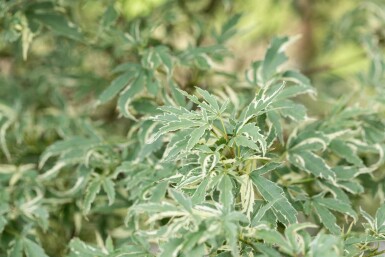 Japanischer Ahorn Acer palmatum 'Butterfly' Strauch 60-80 C5 Acer palmatum 'Butterfly' Strauch 60-80 cm