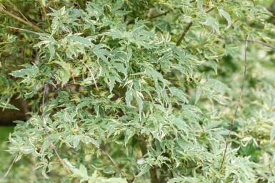 Japanischer Ahorn Acer palmatum 'Butterfly' Strauch 60-80 C5 Acer palmatum 'Butterfly' Strauch 60-80 cm