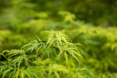 Japanischer ahorn Acer palmatum 'Dissectum' Strauch 60-80 C10 Acer palmatum 'Dissectum' Strauch 60-80 cm