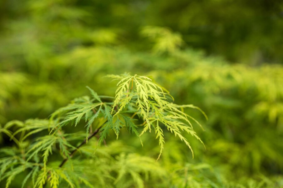 Japanischer ahorn Acer palmatum 'Dissectum' Strauch 80-100 C10 Acer palmatum 'Dissectum' Strauch 80-100 cm