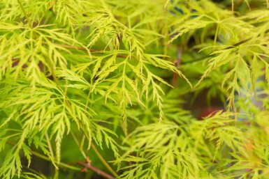 Acer palmatum 'Emerald Lace' Strauch 40-60 cm