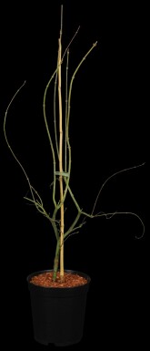 Acer palmatum 'Emerald Lace' Strauch 40-60 cm