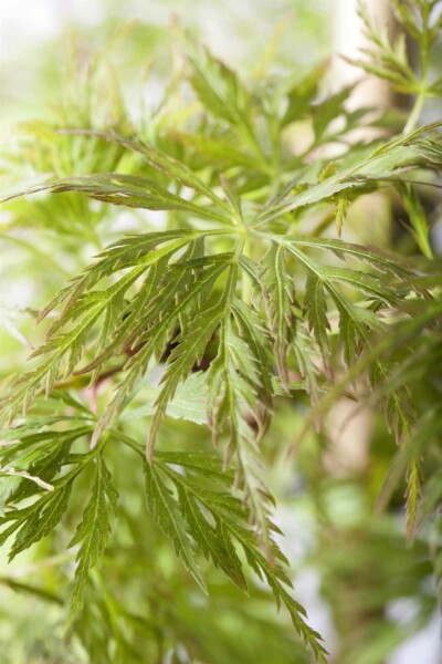 Japanischer ahorn Acer palmatum 'Emerald Lace' Strauch 80-100 C10 Acer palmatum 'Emerald Lace' Strauch 80-100 cm
