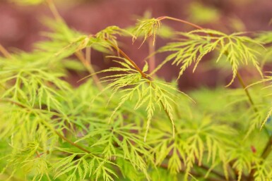 Acer palmatum 'Emerald Lace' Strauch 125-150 cm