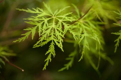 Japanischer ahorn Acer palmatum 'Emerald Lace' Strauch 125-150 C20 Acer palmatum 'Emerald Lace' Strauch 125-150 cm