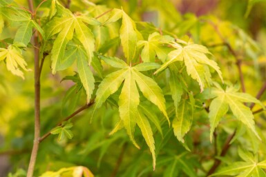 Acer palmatum 'Katsura' Strauch 125-150 cm