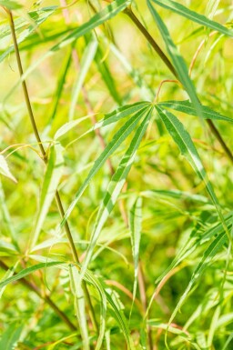 Kein Bild verfügbar