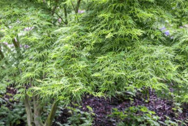 Acer palmatum 'Koto-no-ito' Strauch 60-80 cm
