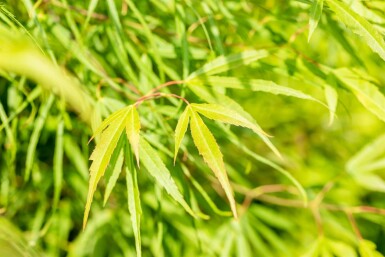 Acer palmatum 'Koto-no-ito' Strauch 60-80 cm