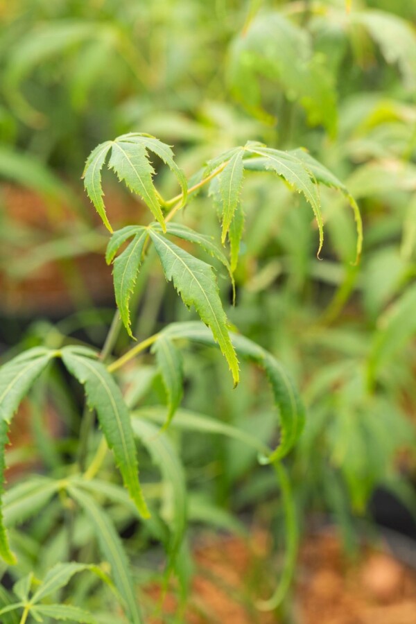 Japanischer ahorn Acer palmatum 'Koto-no-ito' Strauch 125-150 C20 Acer palmatum 'Koto-no-ito' Strauch 125-150 cm