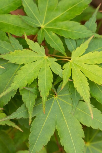 Japanischer ahorn Acer palmatum 'Little Princess' Strauch 40-60 C5 Acer palmatum 'Little Princess' Strauch 40-60 cm