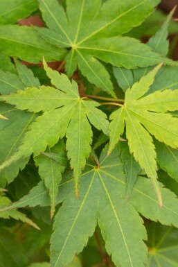 Kein Bild verfügbar