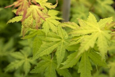 Japanischer ahorn Acer palmatum 'Orange Dream' Strauch 40-60 C3 Acer palmatum 'Orange Dream' Strauch 40-60 cm