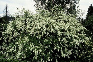 Prunkspiere Exochorda macrantha 'The Bride' Topf Exochorda macrantha 'The Bride' Strauch