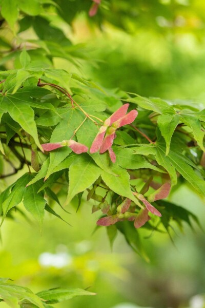 Japanischer ahorn Acer palmatum 'Osakazuki' Strauch 125-150 C20 Acer palmatum 'Osakazuki' Strauch 125-150 cm
