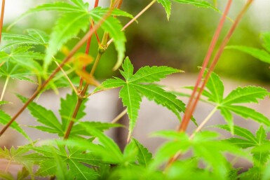 Acer palmatum 'Phoenix' Strauch 80-100 cm