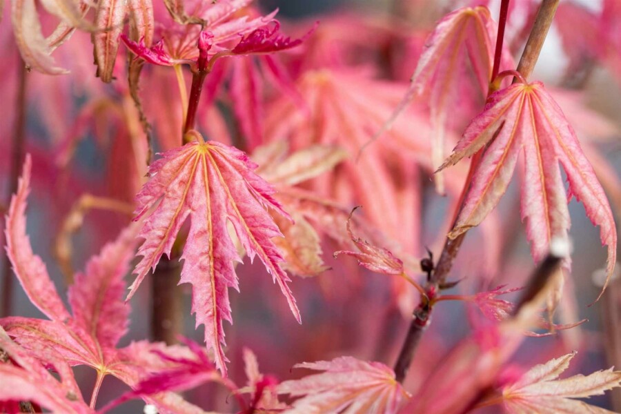 Japanischer ahorn Acer palmatum 'Phoenix' Strauch 80-100 C40 Acer palmatum 'Phoenix' Strauch 80-100 cm