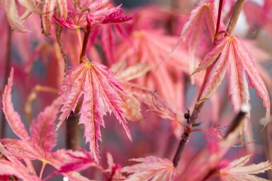 Acer palmatum 'Phoenix' Strauch 80-100 cm
