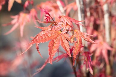 Acer palmatum 'Phoenix' Strauch 80-100 cm