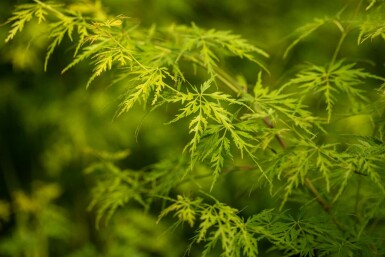 Acer palmatum 'Seiryu' Strauch 125-150 cm